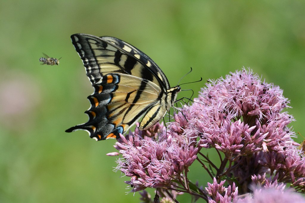 066 2016-08054283 Broad Meadow Brook, MA.JPG - Eastern Tiger Swallowtail (Papilio glaucus) on Spotted Joe-pye Weed (Eupatorium maculatum). Broad Meadow Brook Wildlife Sanctuary, MA, 8-5-2016